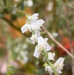 Melilotus albus at Jerrabomberra, NSW - 28 Apr 2022