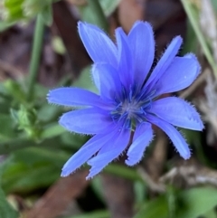 Cichorium intybus (Chicory) at Jerrabomberra, NSW - 28 Apr 2022 by Steve_Bok