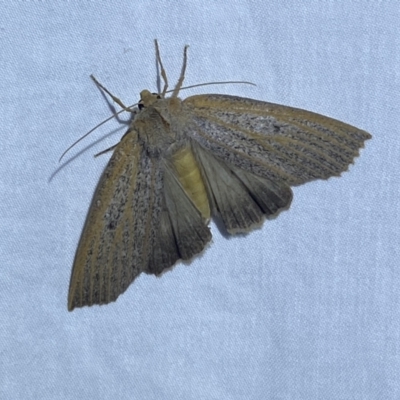 Paralaea porphyrinaria (Chestnut Vein Crest Moth) at Jerrabomberra, NSW - 27 Apr 2022 by SteveBorkowskis