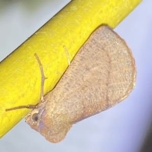 Fisera (genus) at Jerrabomberra, NSW - suppressed