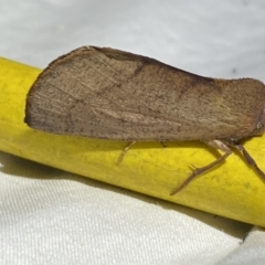 Fisera (genus) at Jerrabomberra, NSW - suppressed