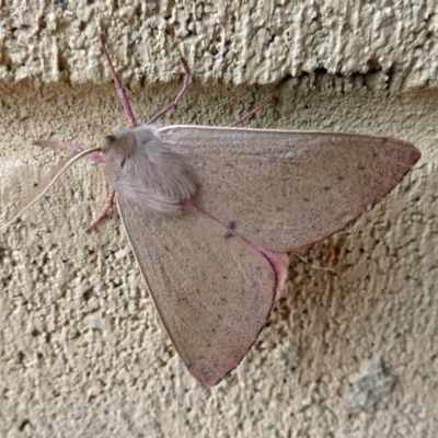 Arhodia lasiocamparia (Pink Arhodia) at Paddys River, ACT - 8 Jan 2011 by galah681