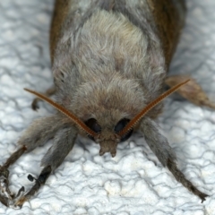 Oxycanus dirempta (Variable Oxycanus) at Ainslie, ACT - 21 Apr 2022 by jb2602