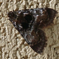 Epipaschiinae (subfamily) (A Pyralid moth) at Paddys River, ACT - 19 Mar 2011 by galah681