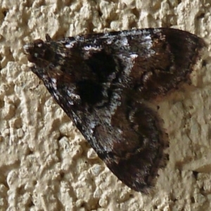 Epipaschiinae (subfamily) at Paddys River, ACT - 19 Mar 2011