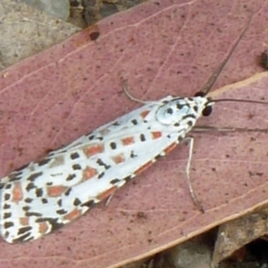 Utetheisa (genus) at Paddys River, ACT - 5 Mar 2011