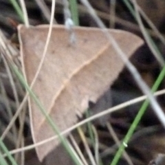 Epidesmia (genus) (Epidesmia moth) at Paddys River, ACT - 4 Feb 2012 by galah681