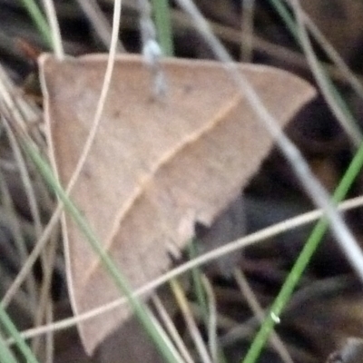 Epidesmia (genus) (Epidesmia moth) at Paddys River, ACT - 4 Feb 2012 by galah681