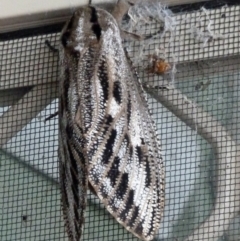 Endoxyla lituratus (A Wattle Goat Moth) at Paddys River, ACT - 22 Jan 2011 by galah681