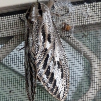 Endoxyla lituratus (A Wattle Goat Moth) at Paddys River, ACT - 22 Jan 2011 by galah681