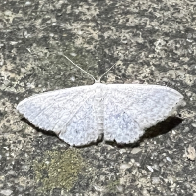 Scopula (genus) (A wave moth) at Pialligo, ACT - 28 Apr 2022 by Bugologist