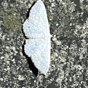 Scopula (genus) at Pialligo, ACT - 28 Apr 2022