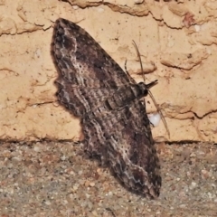 Chloroclystis filata (Filata Moth, Australian Pug Moth) at Wanniassa, ACT - 26 Apr 2022 by JohnBundock