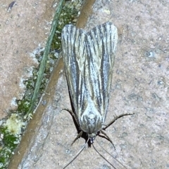 Ciampa arietaria (Brown Pasture Looper Moth) at Jerrabomberra, NSW - 28 Apr 2022 by Steve_Bok