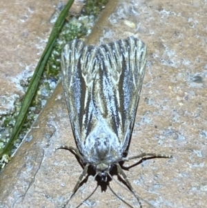 Ciampa arietaria at Jerrabomberra, NSW - suppressed