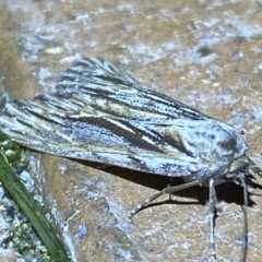 Ciampa arietaria at Jerrabomberra, NSW - suppressed