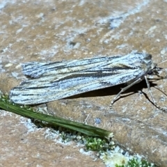 Ciampa arietaria at Jerrabomberra, NSW - suppressed