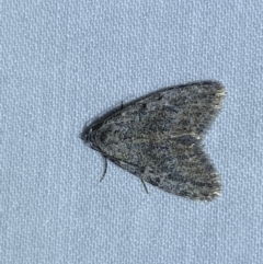 Nolidae (family) (Unidentified nolid moths) at Jerrabomberra, NSW - 28 Apr 2022 by SteveBorkowskis