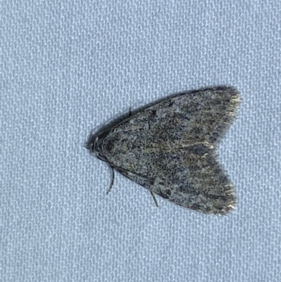 Nolidae (family) (Unidentified nolid moths) at Jerrabomberra, NSW - 28 Apr 2022 by SteveBorkowskis