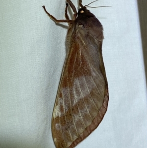 Oxycanus australis at Jerrabomberra, NSW - suppressed