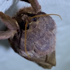 Oxycanus australis at Jerrabomberra, NSW - suppressed