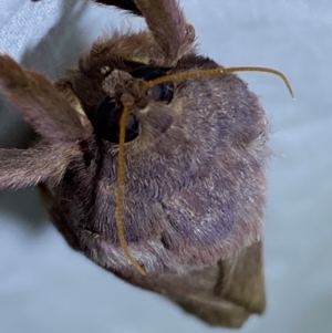 Oxycanus australis at Jerrabomberra, NSW - suppressed