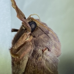 Oxycanus australis at Jerrabomberra, NSW - suppressed