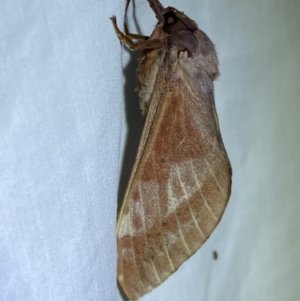 Oxycanus australis at Jerrabomberra, NSW - suppressed