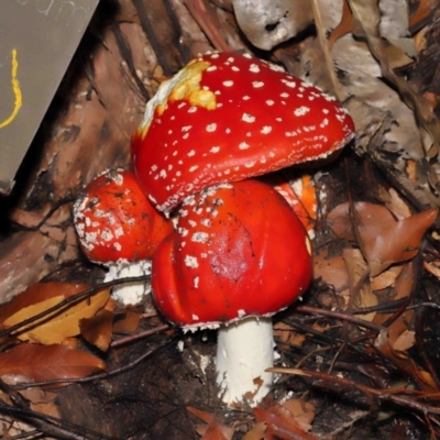Amanita muscaria (Fly Agaric) at ANBG - 28 Apr 2022 by TimL