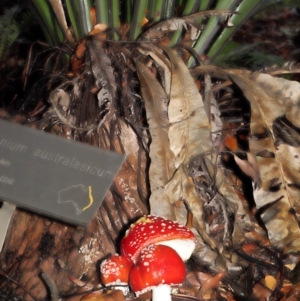 Amanita muscaria at Acton, ACT - 28 Apr 2022 10:56 AM