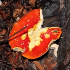 Amanita muscaria at Acton, ACT - 28 Apr 2022