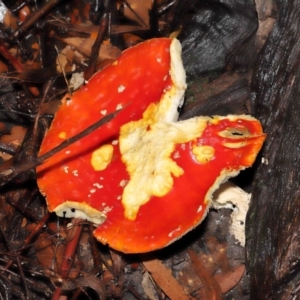 Amanita muscaria at Acton, ACT - 28 Apr 2022 10:56 AM