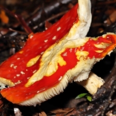 Amanita muscaria at Acton, ACT - 28 Apr 2022 10:56 AM