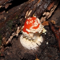 Amanita muscaria at Acton, ACT - 28 Apr 2022 10:56 AM