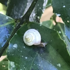 Hedleyoconcha delta (Southern Conical Pinwheel Snail) at Darkwood, NSW - 28 Apr 2022 by BrianH