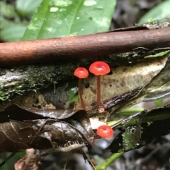 Unidentified Cap on a stem; gills below cap [mushrooms or mushroom-like] at Darkwood, NSW - 28 Apr 2022 by BrianH
