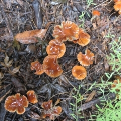 zz agaric (stem; gills not white/cream) at Gungahlin, ACT - 28 Apr 2022 by TrishGungahlin