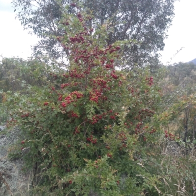 Crataegus monogyna (Hawthorn) at Tharwa, ACT - 25 Feb 2021 by JasoL