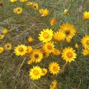 Xerochrysum viscosum at Hackett, ACT - 1 Dec 2021