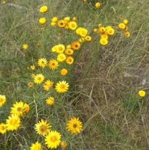 Xerochrysum viscosum at Hackett, ACT - 1 Dec 2021