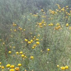 Xerochrysum viscosum at Hackett, ACT - 1 Dec 2021