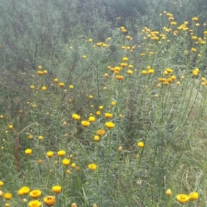 Xerochrysum viscosum at Hackett, ACT - 1 Dec 2021