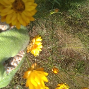 Xerochrysum viscosum at Hackett, ACT - 1 Dec 2021