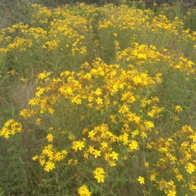 Hypericum perforatum (St John's Wort) at Hackett, ACT - 1 Dec 2021 by JasoL