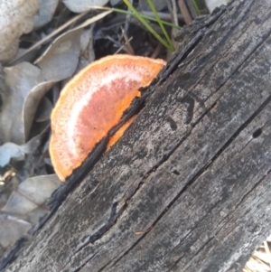 Trametes coccinea at Hackett, ACT - 1 Dec 2021 10:09 AM