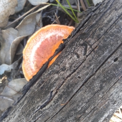 Trametes coccinea (Scarlet Bracket) at Hackett, ACT - 1 Dec 2021 by JasoL