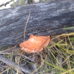 Trametes coccinea at Hackett, ACT - 1 Dec 2021 10:09 AM