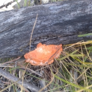 Trametes coccinea at Hackett, ACT - 1 Dec 2021 10:09 AM