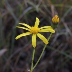 Senecio madagascariensis (Madagascan Fireweed, Fireweed) at Stony Creek, NSW - 16 Jul 2020 by MichaelBedingfield