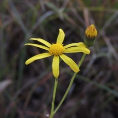 Senecio madagascariensis (Madagascan Fireweed, Fireweed) at Stony Creek, NSW - 16 Jul 2020 by michaelb